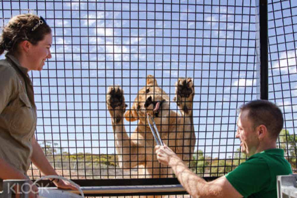 Monarto Safari Park & Lions 360 Experience - Image 6 of 10