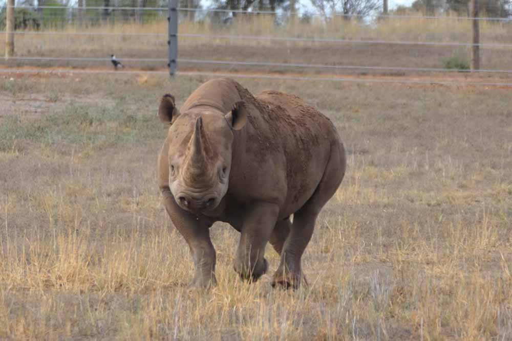 Monarto Safari Park & Lions 360 Experience - Image 7 of 10