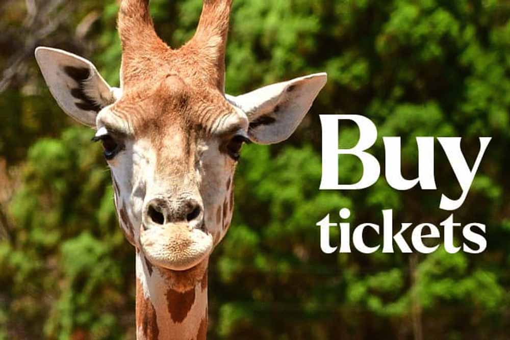 Monarto Safari Park & Lions 360 Experience - Image 8 of 10