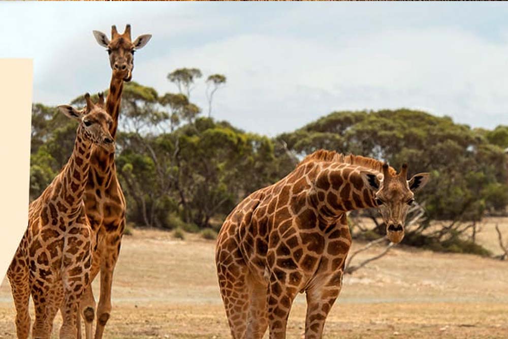 Monarto Safari Park & Lions 360 Experience - Image 10 of 10