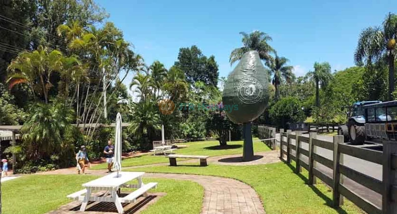 Gold Coast: Tropical Fruit World e Tour diurno costiero