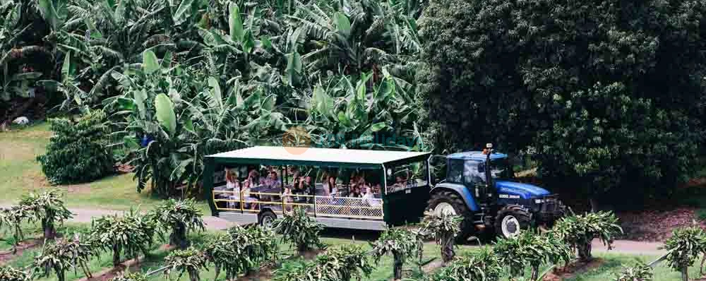 Tropical Fruit World Ticket - Discover Exotic Fruits & Enjoy Farm Tour in Gold Coast - JTR Holidays - Image 4 of 5