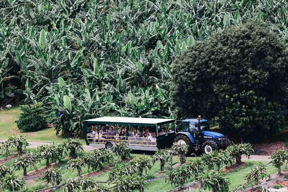 Gold Coast: Tropical Fruit World & Coastal Day Tour - Discover Tropical Fruit World on the Tweed Coast, home to over 500 exotic fruits from around the world. Enjoy a guided tour through orchards, sample fresh fruits, meet friendly farm animals, and relax on a scenic boat cruise. Perfect for a fun, nature-filled day with the family. Gold Coast: Tropical Fruit World & Coastal Day Tour - Image 3 of 5