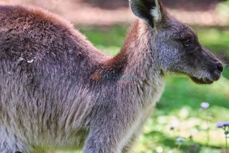 Tropical Fruit World Ticket - Discover Exotic Fruits & Enjoy Farm Tour in Gold Coast - JTR Holidays - Image 10 of 10