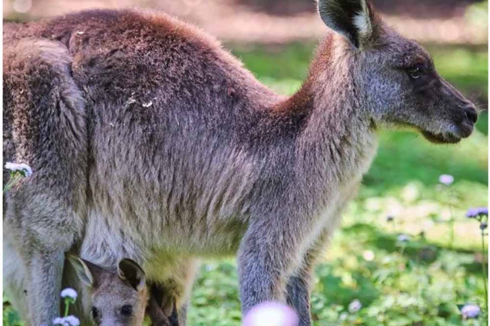 Tropical Fruit World Farm Tour - Gold Coast - Image 10 of 10