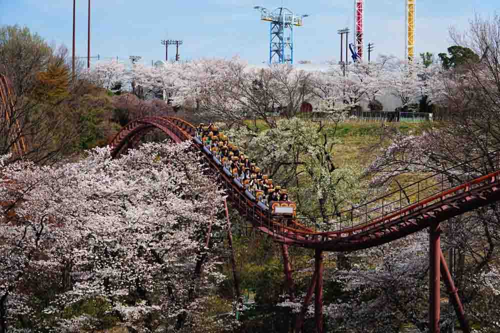 Yomiuriland Amusement Park - Tokyo - Experience the excitement of Yomiuriland Amusement Park, just outside Tokyo! Enjoy a variety of attractions, from thrilling roller coasters to family-friendly rides. Explore seasonal highlights, including cherry blossoms in spring and stunning illuminations in winter. With 43 attractions and unique experiences like the "Goodjoba!!" area, there's fun for everyone. Plan your visit today! Yomiuriland Amusement Park - Tokyo - Image 4 of 5