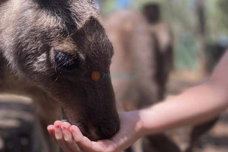 Gumbuya World Theme Park Ticket Melbourne’s Ultimate Family Adventure - JTR Holidays - Image 10 of 14