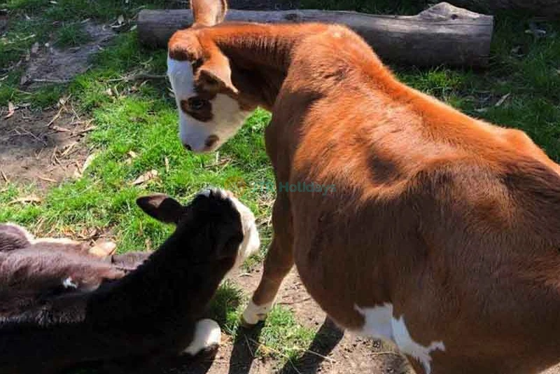 Parque Temático Gumbuya World - Image 13 of 14