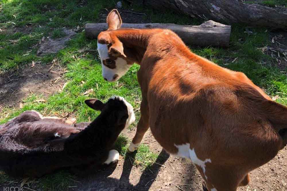 Gumbuya World Theme Park - Image 13 of 14