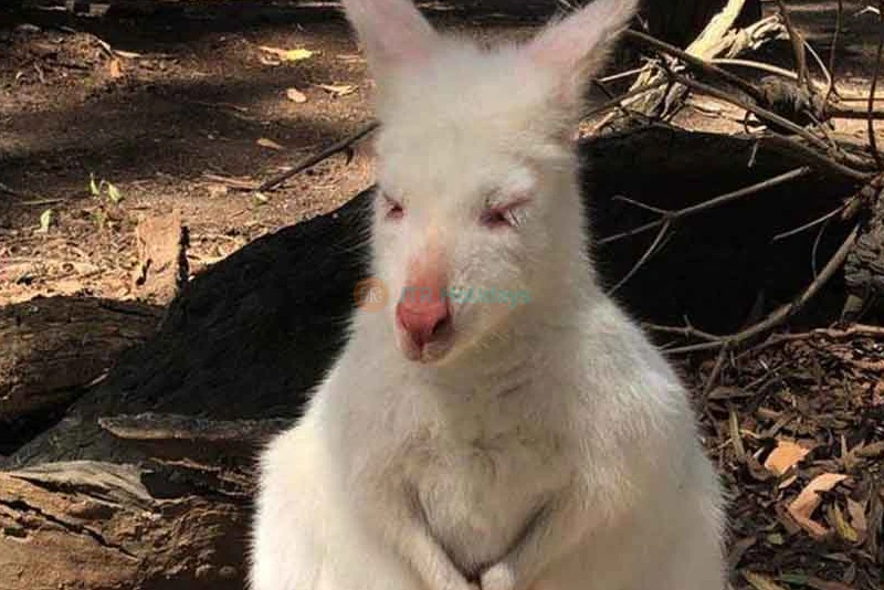 Gumbuya World Theme Park Ticket Melbourne’s Ultimate Family Adventure - JTR Holidays - Image 14 of 14