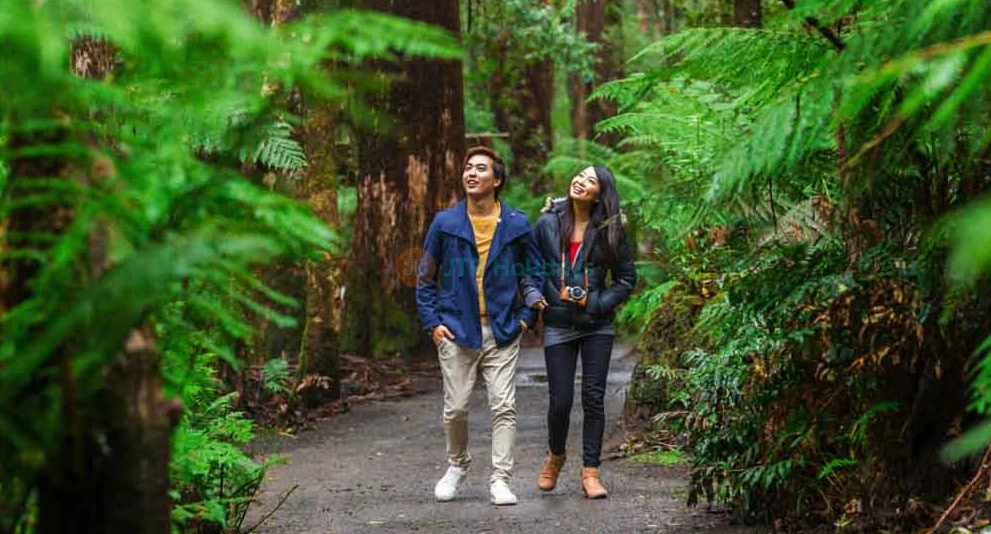 Otway Fly Treetop Adventures - Melbourne - Image 1 of 5