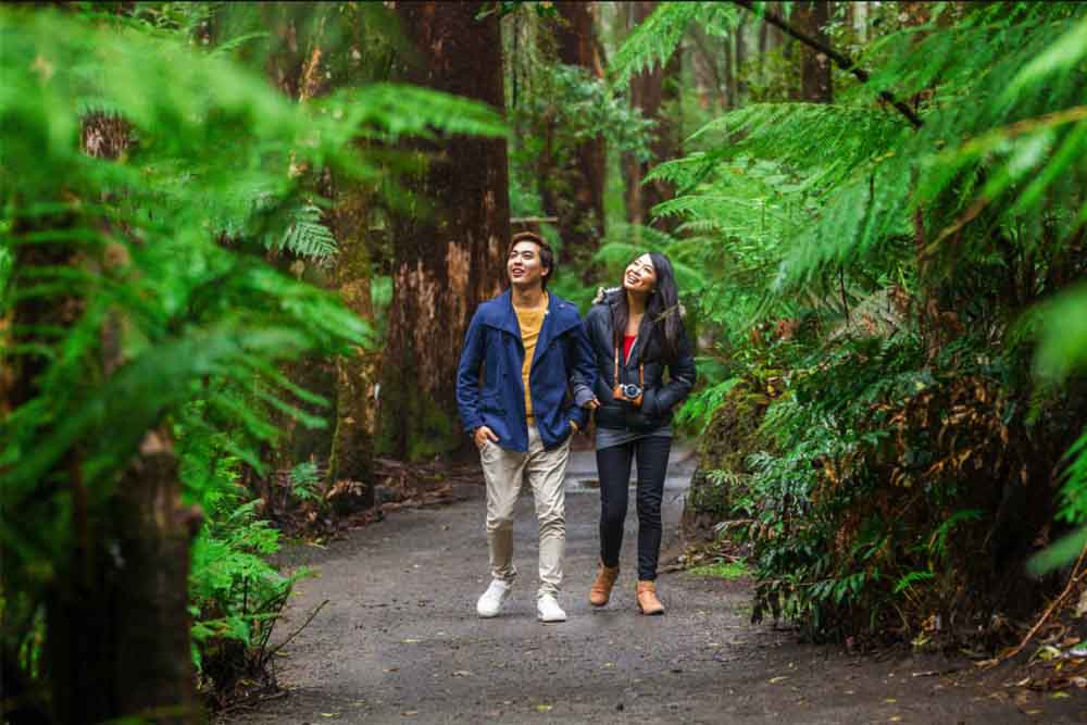 Otway Fly Treetop Adventures - Melbourne - Image 1 of 5