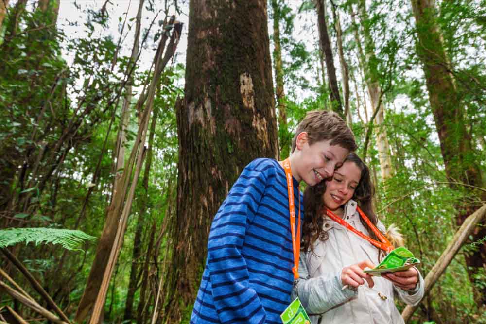 Otway Fly Treetop Adventures - Melbourne - Image 2 of 5
