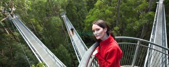 Otway Fly Treetop Adventures | Rainforest Canopy Walk & Zipline Ticket - JTR Holidays