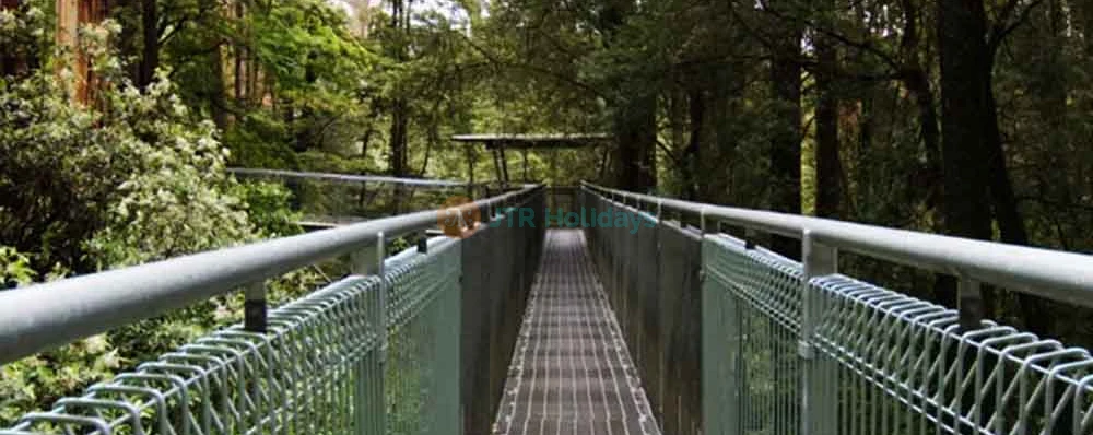 Otway Fly Treetop Adventures - Melbourne - Image 4 of 5