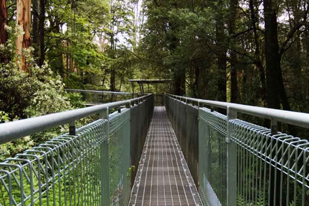 Otway Fly Treetop Adventures - Melbourne - Image 4 of 11