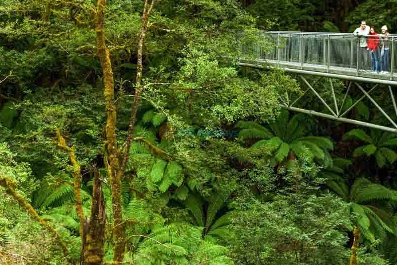 Otway Fly Treetop Adventures - Melbourne - Image 6 of 11