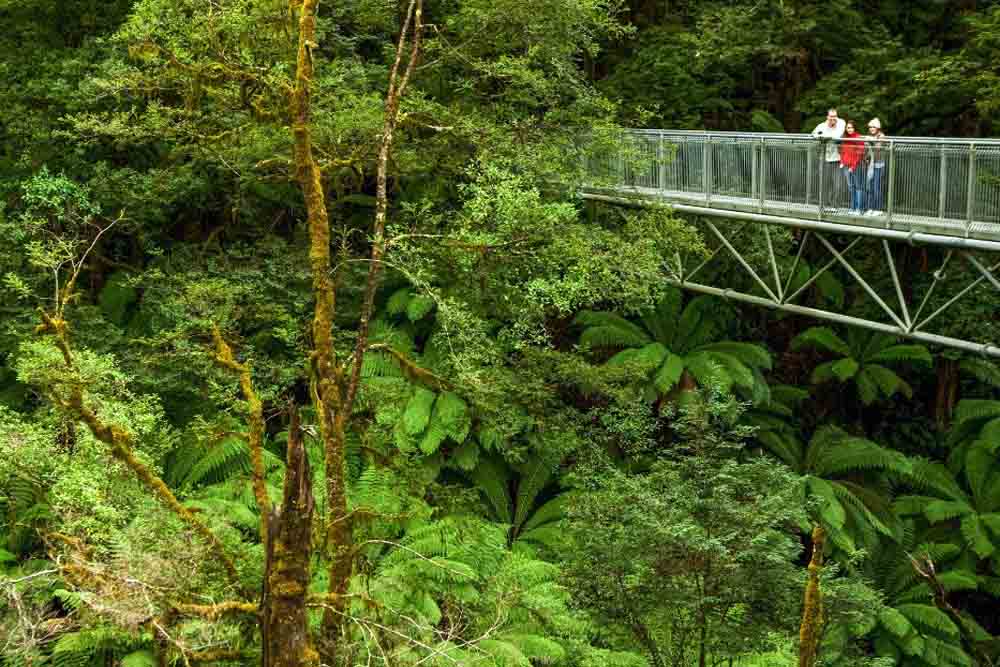 Otway Fly Treetop Adventures - Melbourne - Image 6 of 11