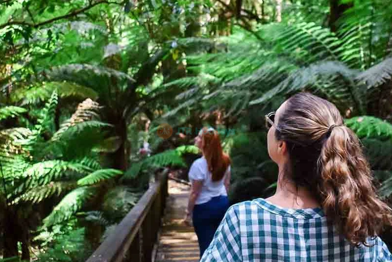 Otway Fly Treetop Adventures | Rainforest Canopy Walk & Zipline Ticket - JTR Holidays