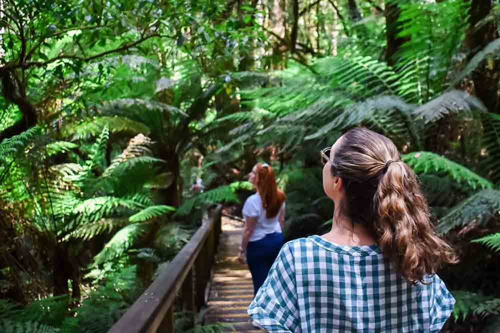 Otway Fly Treetop Adventures - Melbourne - Image 7 of 11