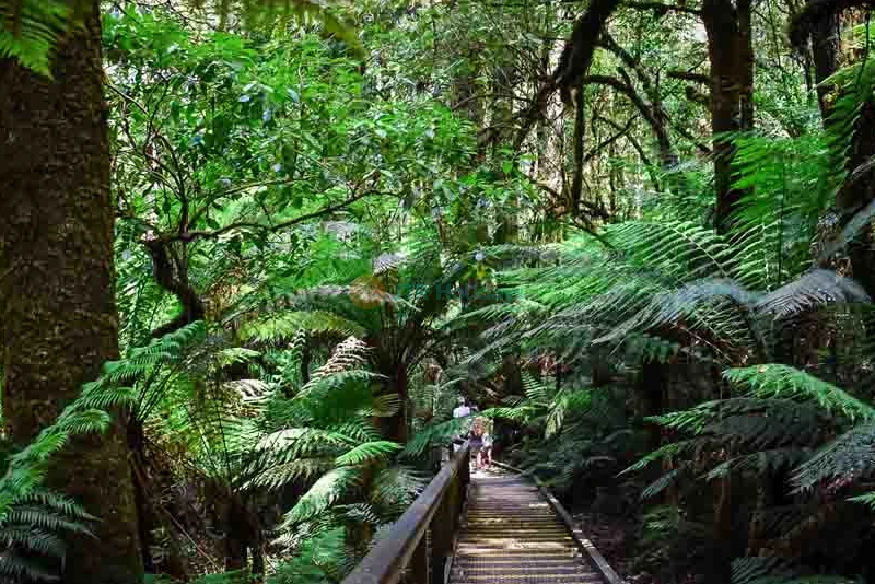 Otway Fly Treetop Adventures | Rainforest Canopy Walk & Zipline Ticket - JTR Holidays