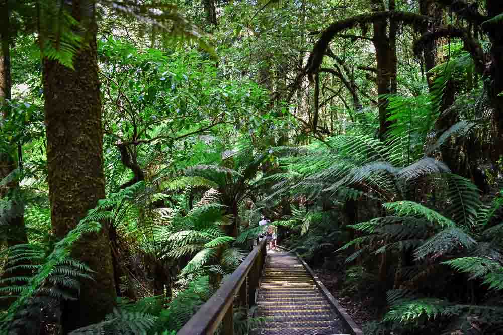 Otway Fly Treetop Adventures - Melbourne - Image 9 of 11