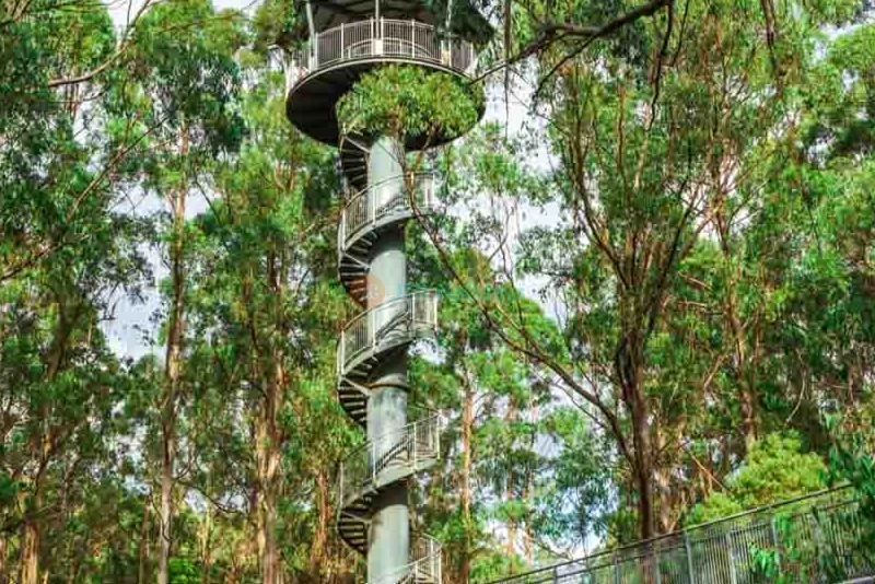 Otway Fly Treetop Adventures | Rainforest Canopy Walk & Zipline Ticket - JTR Holidays