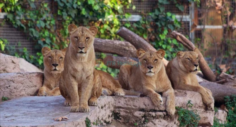 Barcelona Zoo