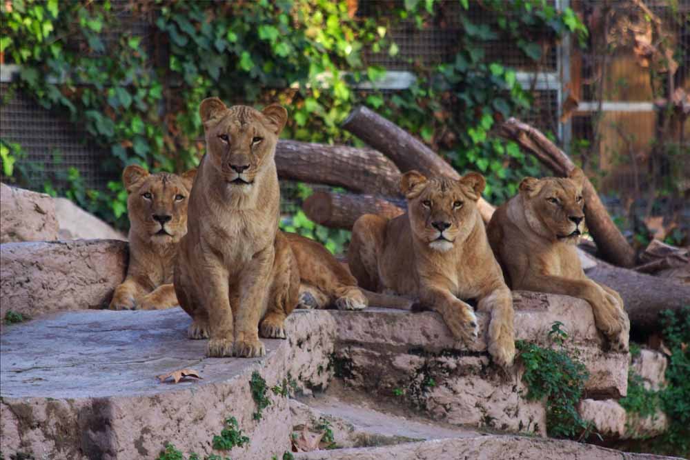 Barcelona Zoo - Image 1 of 11