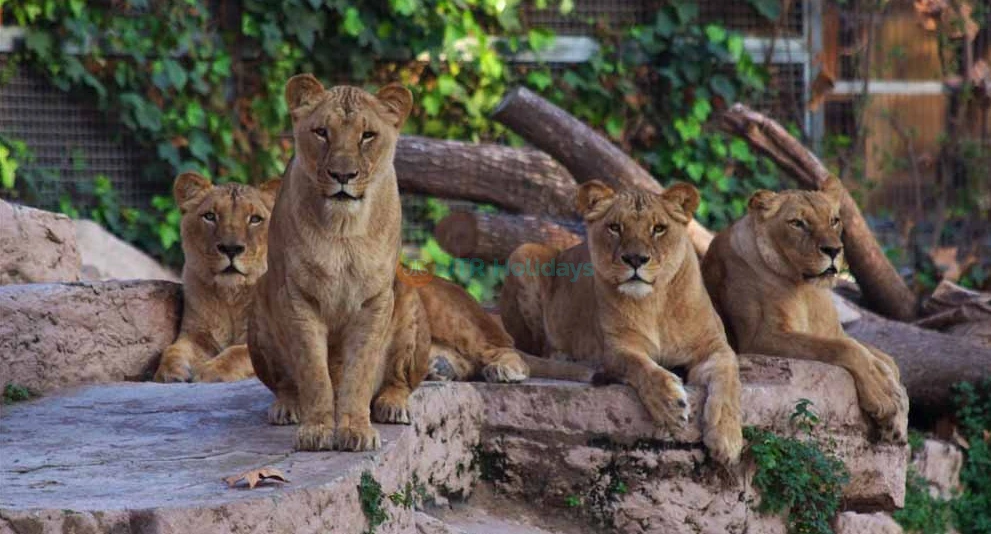 Barcelona Zoo Tickets - Discover Wildlife in the Heart of Barcelona - JTR Holidays - Image 1 of 5