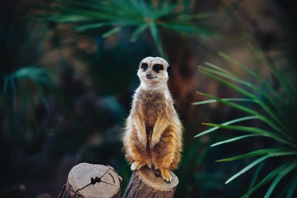 Barcelona Zoo - Image 2 of 11