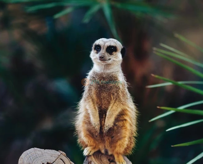 Barcelona Zoo Tickets - Discover Wildlife in the Heart of Barcelona - JTR Holidays - Image 2 of 5