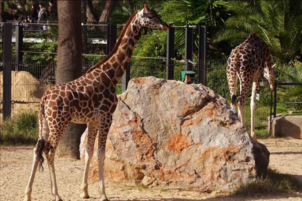 Barcelona Zoo - Explore Barcelona Zoo, a must-visit destination for animal lovers, located in Parc de la Ciutadella. Home to over 2,000 animals across 300 species, Barcelona Zoo offers an immersive experience with interactive exhibits, educational programs, and family-friendly activities. Get your Barcelona Zoo tickets for a memorable day of wildlife adventure. Barcelona Zoo - Image 4 of 5