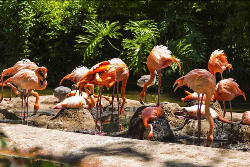 Barcelona Zoo - Image 5 of 11