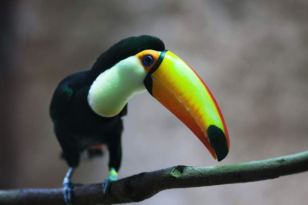 Barcelona Zoo - Image 6 of 11