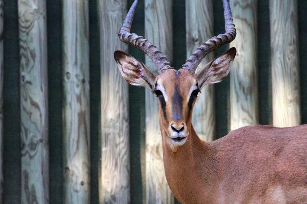 Barcelona Zoo - Image 7 of 11