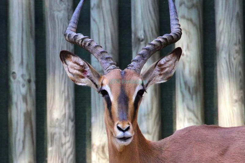 Barcelona Zoo Tickets - Discover Wildlife in the Heart of Barcelona - JTR Holidays - Image 7 of 11