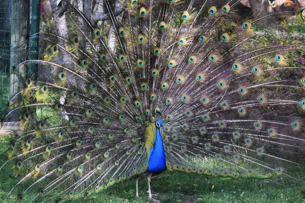 Barcelona Zoo - Image 8 of 11