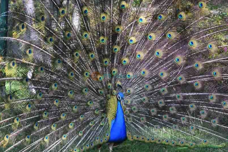 Barcelona Zoo Tickets - Discover Wildlife in the Heart of Barcelona - JTR Holidays - Image 8 of 11