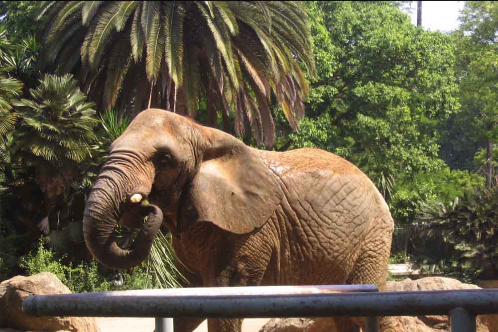 Barcelona Zoo - Image 9 of 11