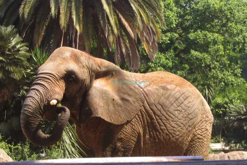 Barcelona Zoo Tickets - Discover Wildlife in the Heart of Barcelona - JTR Holidays - Image 9 of 11