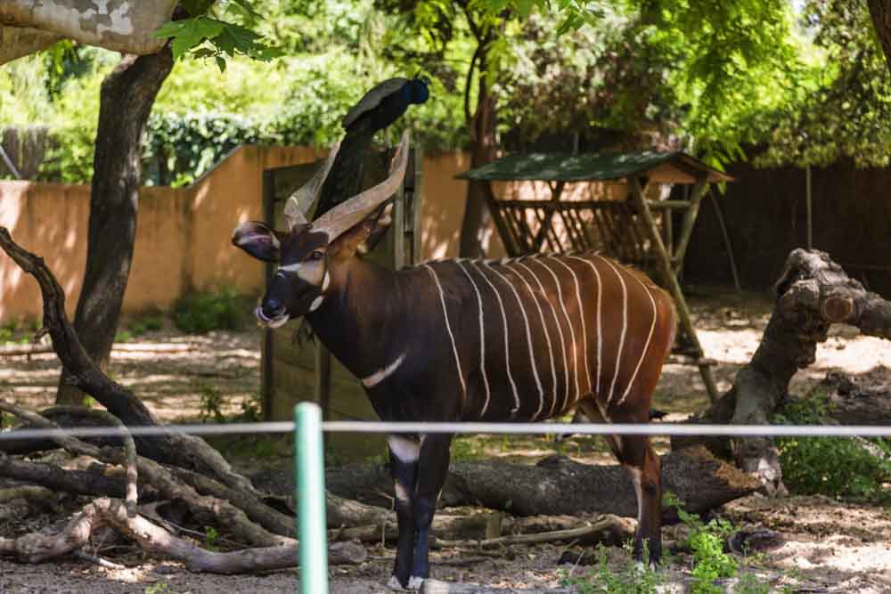 Barcelona Zoo - Image 10 of 11