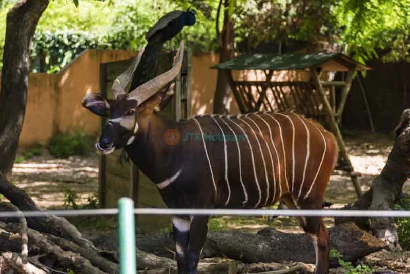 Barcelona Zoo Tickets - Discover Wildlife in the Heart of Barcelona - JTR Holidays - Image 10 of 11