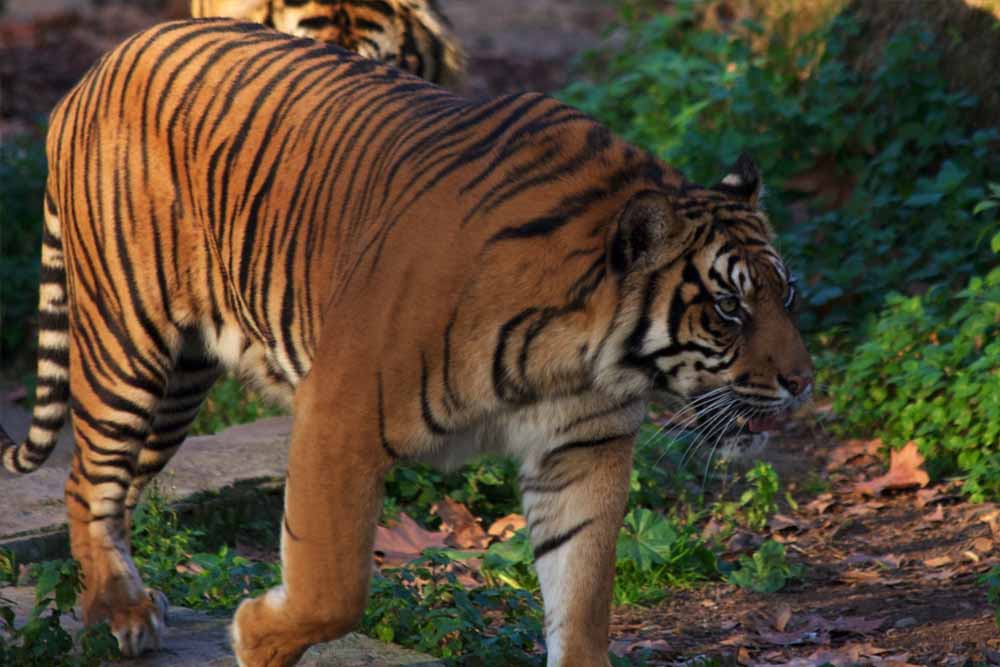 Barcelona Zoo - Image 11 of 11