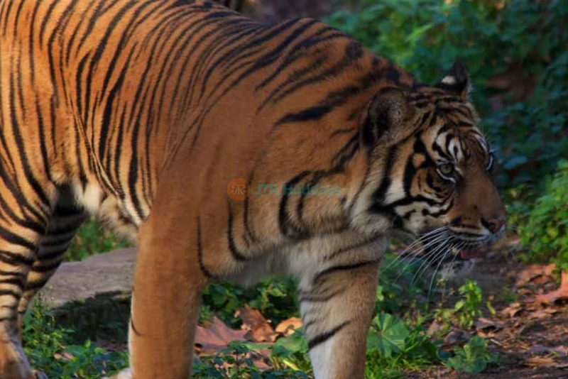 Barcelona Zoo Tickets - Discover Wildlife in the Heart of Barcelona - JTR Holidays - Image 11 of 11