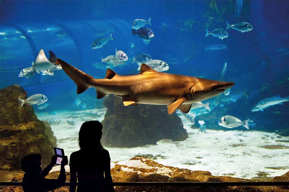 Aquarium Barcelona Ticket - Entdecken Sie die Wunder des Meereslebens im Aquarium Barcelona, einem der größten Aquarien Europas, gelegen im Port Vell. Das Aquarium Barcelona beherbergt über 11.000 Meeresbewohner aus 450 Arten, mit Highlights wie einem beeindruckenden 80 Meter langen Unterwassertunnel. Perfekt für Familien und Meeresliebhaber bietet das Aquarium Barcelona interaktive Ausstellungen und Bildungsprogramme für ein unvergessliches Erlebnis in Barcelona. Aquarium Barcelona Ticket - Bild 1 von 5