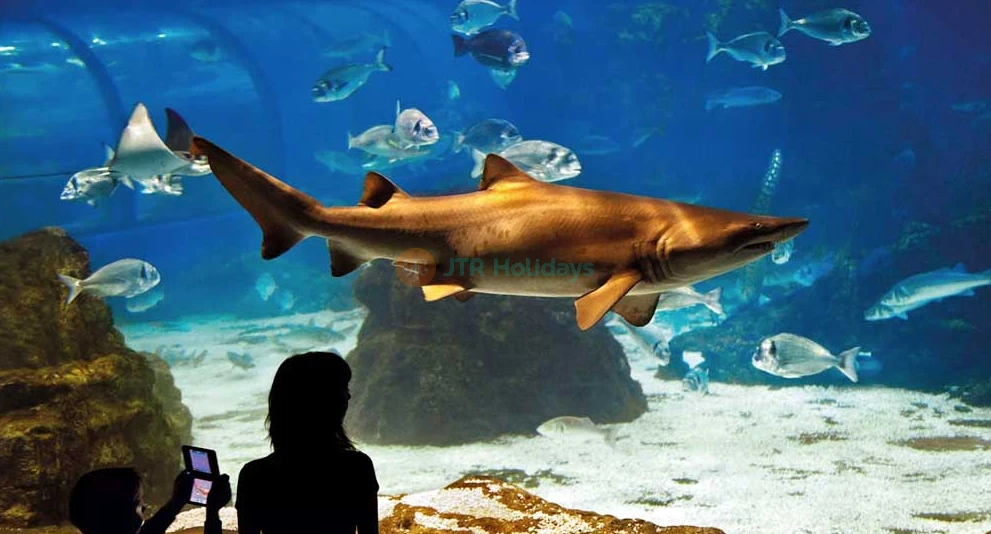 巴塞罗那水族馆门票 - 在巴塞罗那水族馆发现海洋生物的奇观,作为欧洲最大的水族馆之一,位于波尔特韦尔。巴塞罗那水族馆拥有超过11,000种来自450个物种的海洋生物,亮点包括令人惊叹的80米水下隧道。非常适合家庭和海洋爱好者,巴塞罗那水族馆提供互动展览和教育项目,带来难忘的巴塞罗那体验。 巴塞罗那水族馆门票 - 图片 1 的 5