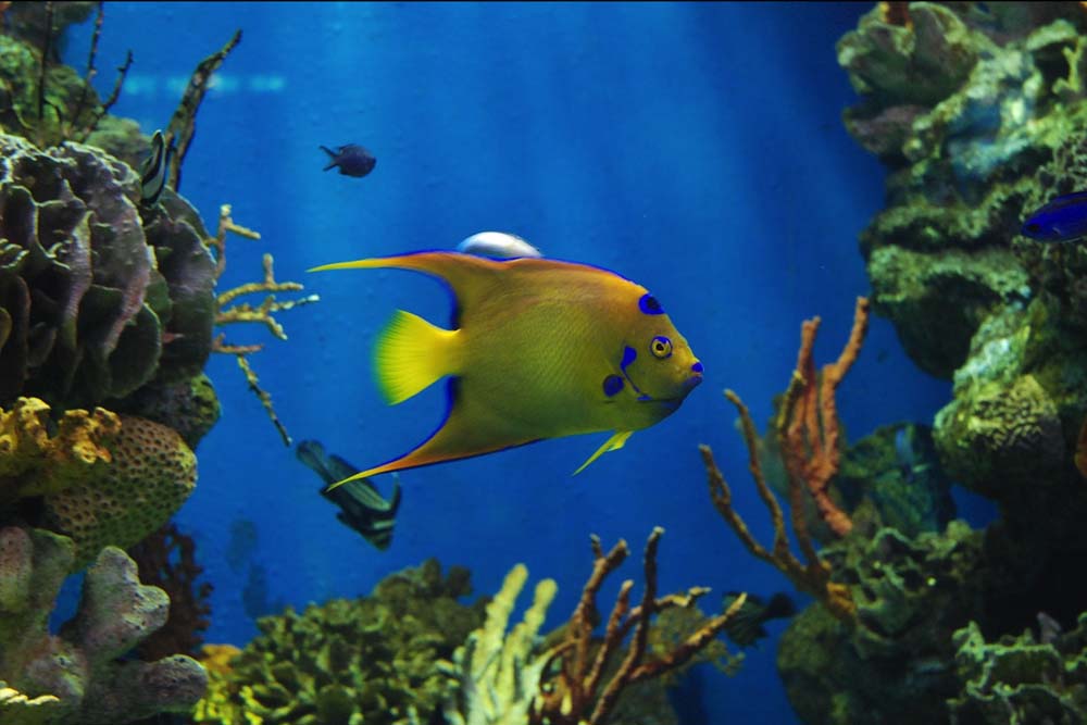 巴塞罗那水族馆门票 - Image 2 of 11