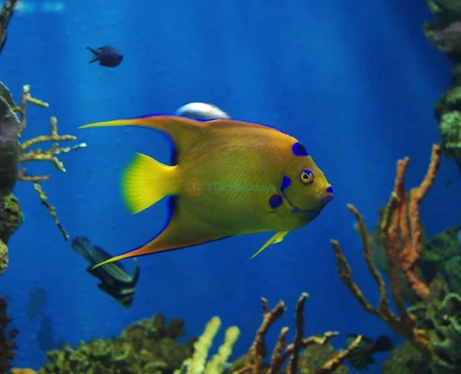 Aquarium Barcelona Ticket Explore Europe’s Largest Underwater World - JTR Holidays - Image 2 of 5