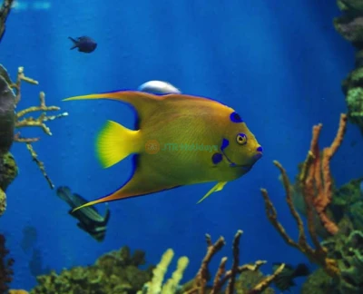 巴塞罗那水族馆门票 - 在巴塞罗那水族馆发现海洋生物的奇观,作为欧洲最大的水族馆之一,位于波尔特韦尔。巴塞罗那水族馆拥有超过11,000种来自450个物种的海洋生物,亮点包括令人惊叹的80米水下隧道。非常适合家庭和海洋爱好者,巴塞罗那水族馆提供互动展览和教育项目,带来难忘的巴塞罗那体验。 巴塞罗那水族馆门票 - 图片 2 的 5
